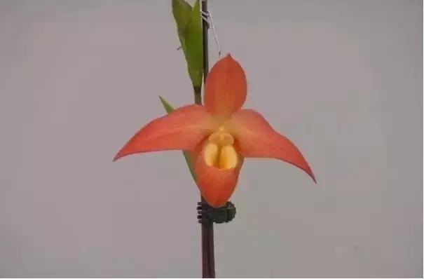 极品中的精品兰花,带你回忆天价兰花蕙兰篇