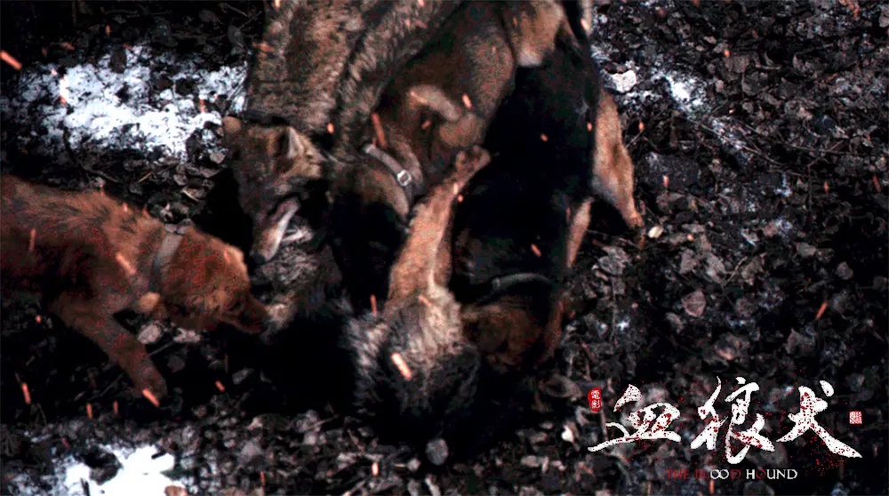 血狼犬电影有意思吗,血狼犬超清