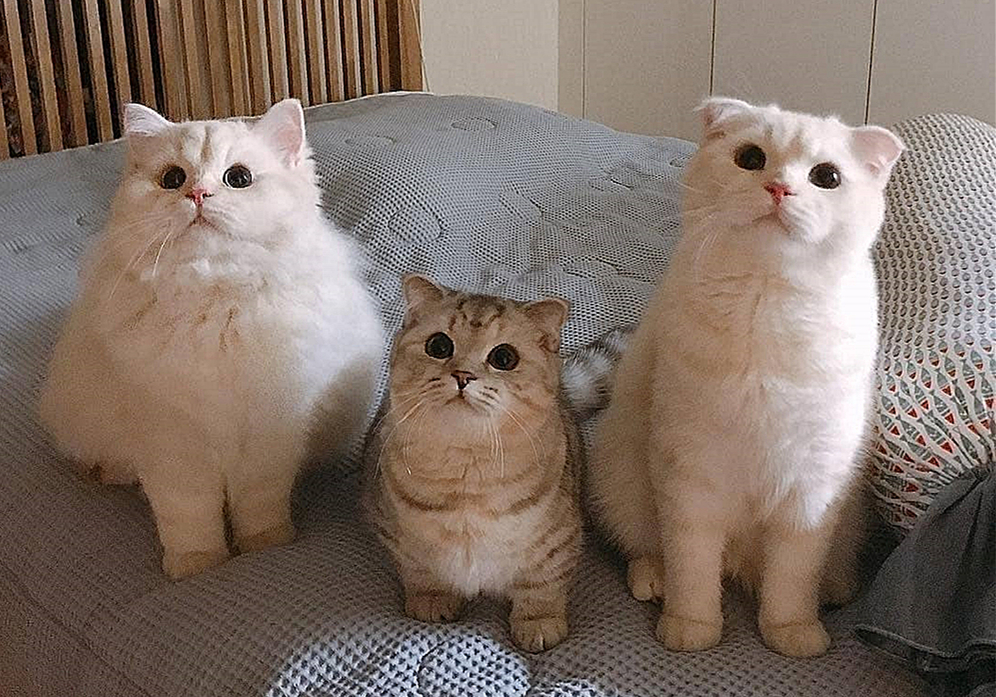 自己在家给猫咪打疫苗注意事项,自己给猫咪打疫苗会被记仇吗