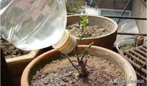 养花土壤板结用什么方法,养花怎么使土壤不板结更肥沃