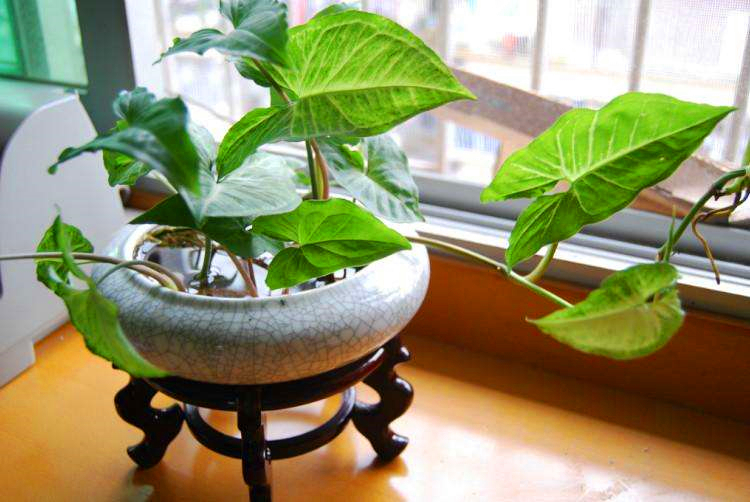 最适合懒人水培的植物,有哪些植物是水培的好看且易养