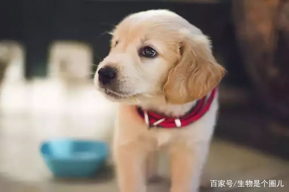 爱犬痛不欲生无法救治,爱犬身患绝症承受病痛折磨