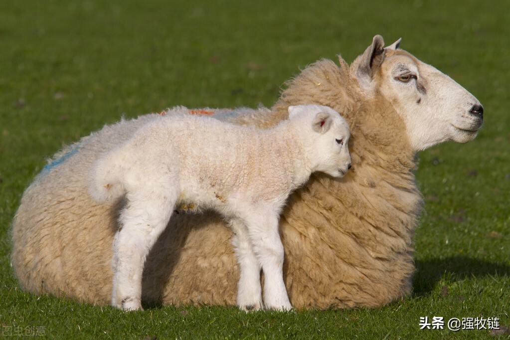 羊口疮用什么办法治好得快,羊口疮治疗的办法
