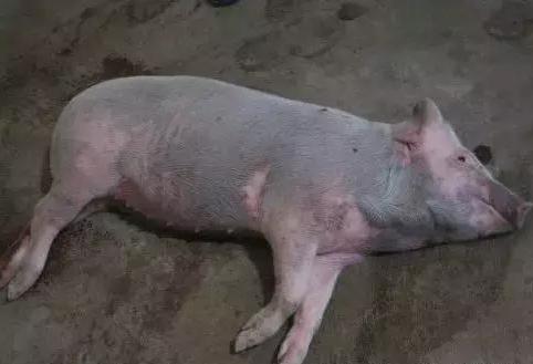 养猪生病吃什么药,养猪大户猪发高烧用什么药好