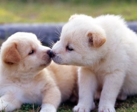 刚出生小狗如何护理和喂养,刚出生的小狗怎么喂养