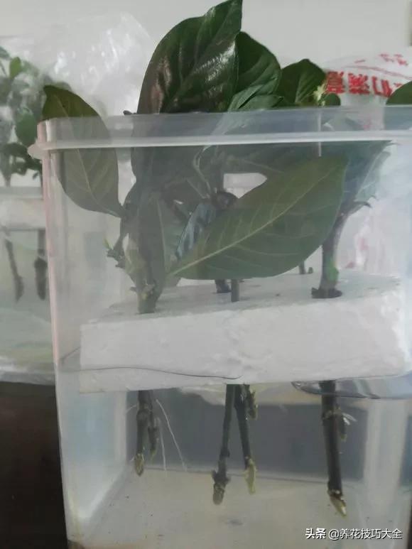 1个塑料瓶，繁殖出10盆栀子花，成活率高，新手也能玩