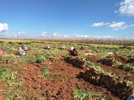 云南老板用一亩田豆牛代卖,帮800户农民将农产品卖到全国