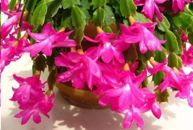 蟹爪兰叶子蔫了缺水怎么补救,蟹爪兰叶片干瘪发软怎么补救