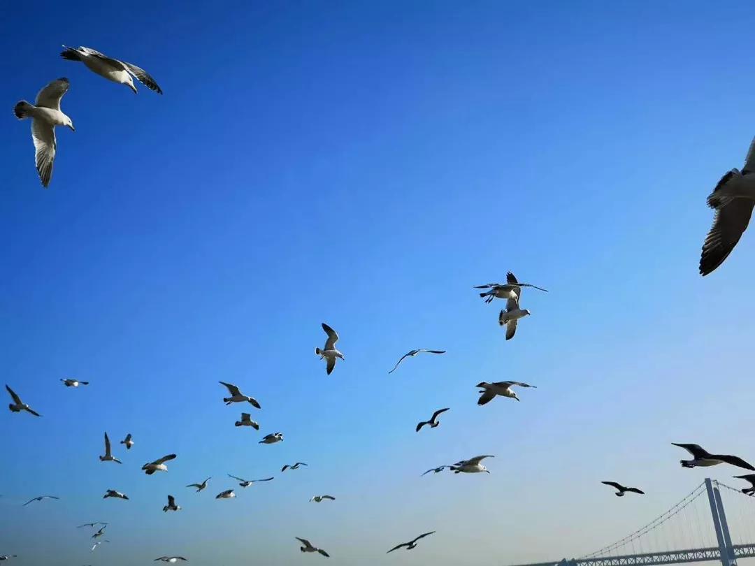 大连旅游攻略精致景点推荐,大连必去的打卡景点