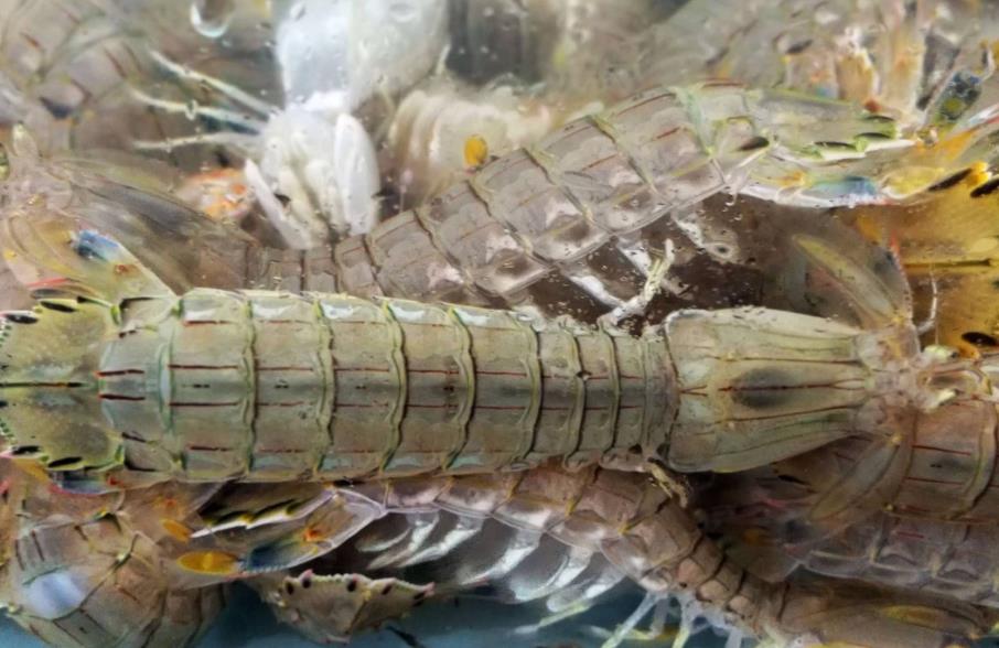 吃皮皮虾的正确吃法,吃皮皮虾说没有处理干净