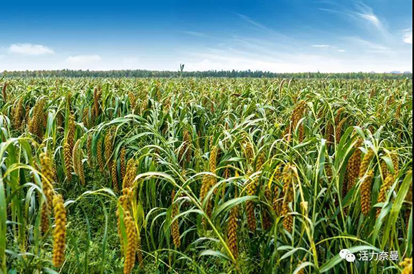 45万奈曼人的名片,太漂亮了!除了中华麦饭石你还知多少?