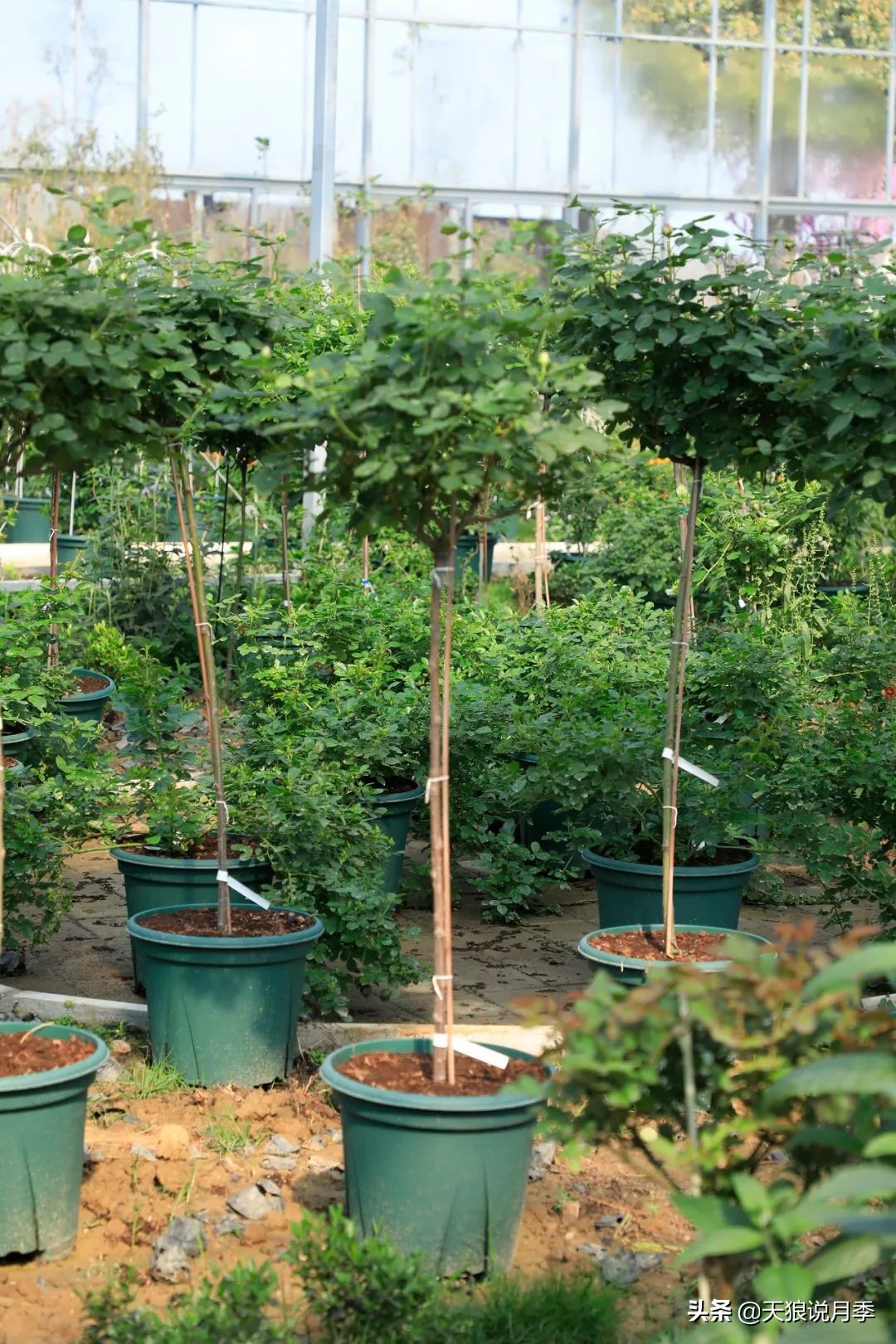 天狼月季优惠活动时间,天狼月季618活动