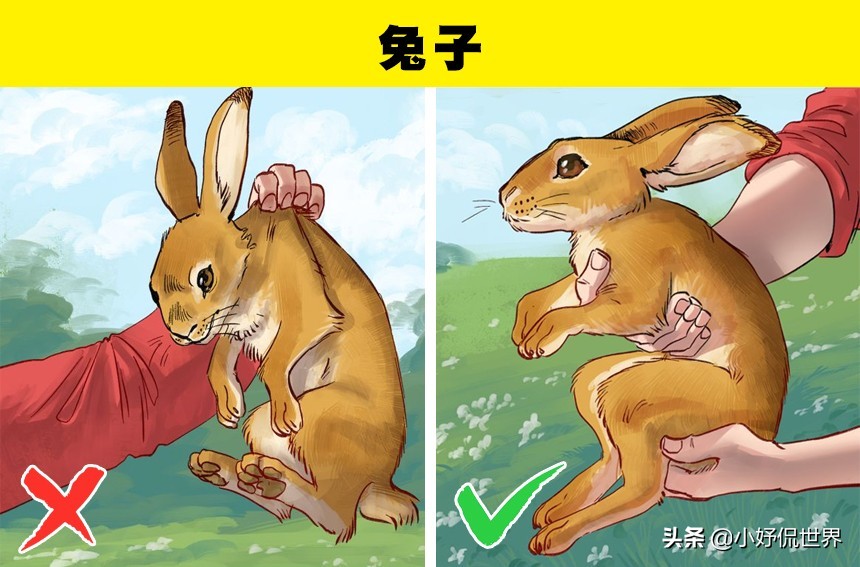 各种受伤处理方式,遇到野生动物受伤该怎么办