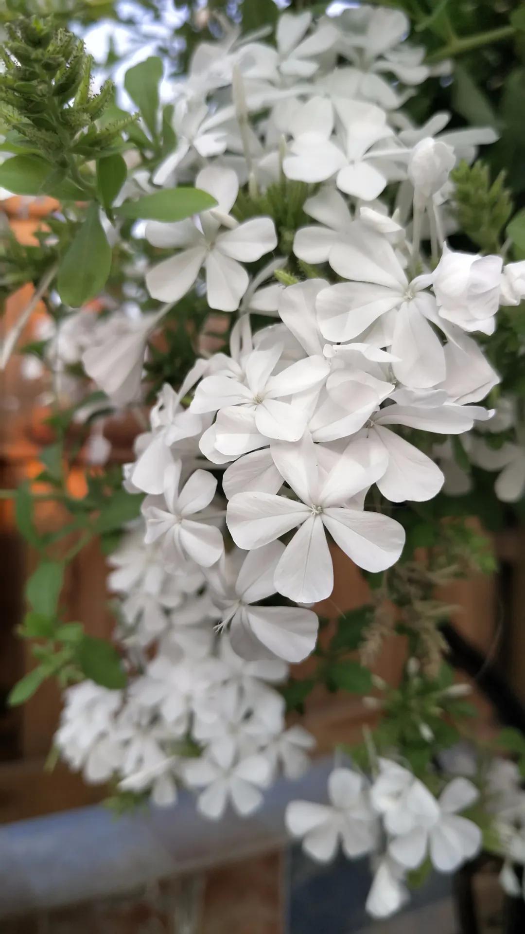 “雪”花那个PiaoPiao，这个世界真好