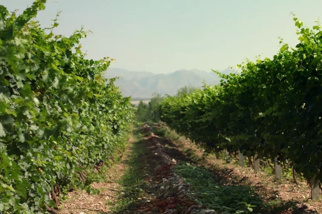 长城7年天赋葡萄酒价格表,长城天赋葡萄酒测评