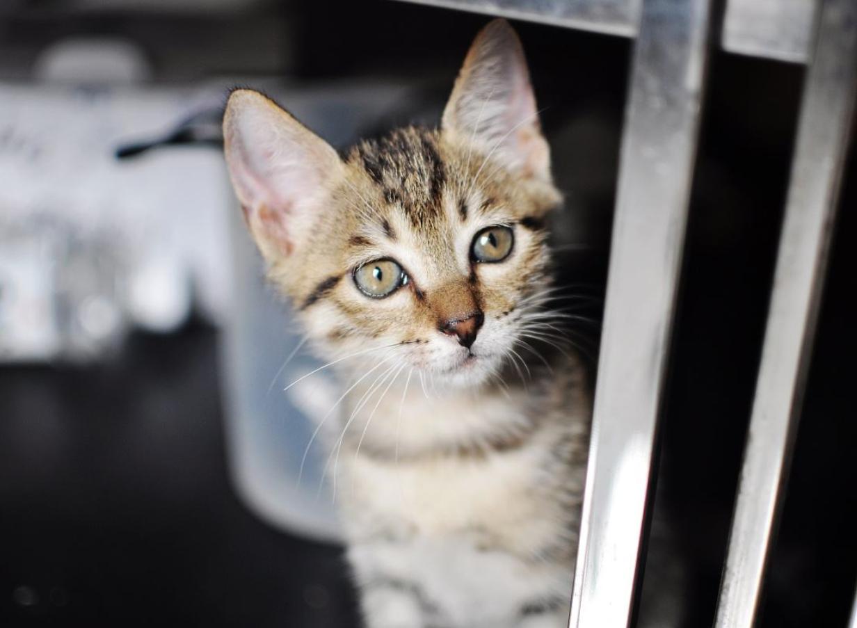 猫咪可以吃糖分大的水果吗,猫咪可以吃蜂蜜吗吃多了会长胖吗