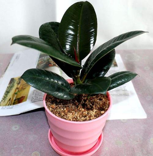 橡皮树上端萎蔫,橡皮树顶部新芽长时间不动了