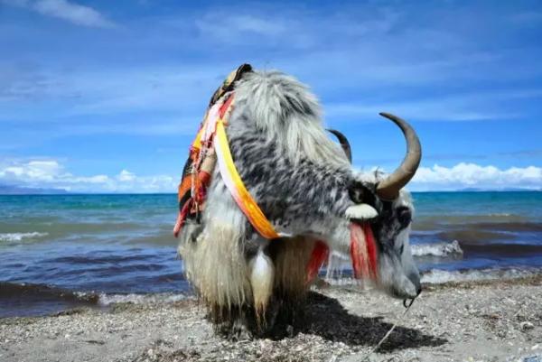 国旅欧洲旅游怎么样,国旅去大西北旅游攻略