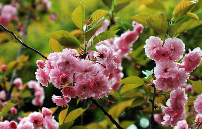 樱花季怎么能少得了专属樱花,四月开花的樱花有哪些