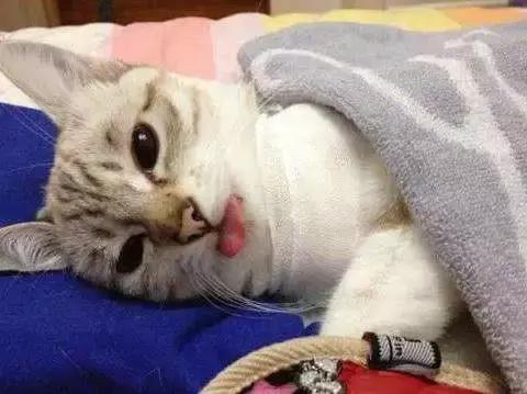 福懋宠物医院深圳,猫咪大块掉毛是猫癣快好了吗