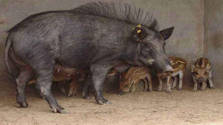 野猪养殖技术哪里学,野猪养殖技术视频东北养野猪