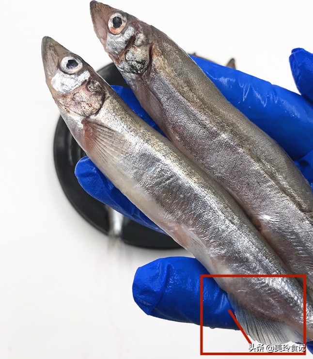 多春鱼怎么吃最好,多春鱼好吃吗营养价值高吗