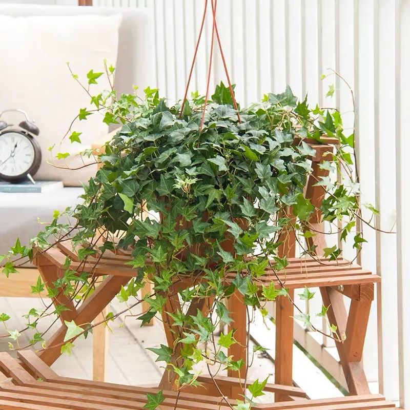 常春藤哪种适合盆栽好看,室内常春藤的养殖方法和注意事项