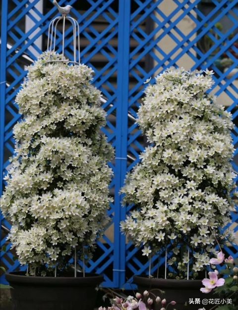 四季开花又耐寒的爬藤植物有哪些,好养的户外爬藤花卉植物有哪些