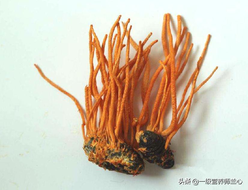 炖鸡汤鲜虫草花好还是干虫草花好,冬虫夏草和虫草花一起炖汤可以吗