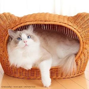 养宠干货|养猫，全方面知识值得一看