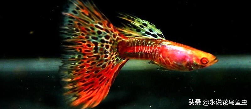 观赏鱼孔雀是热带鱼,观赏鱼孔雀鱼饲养九要点送给新手