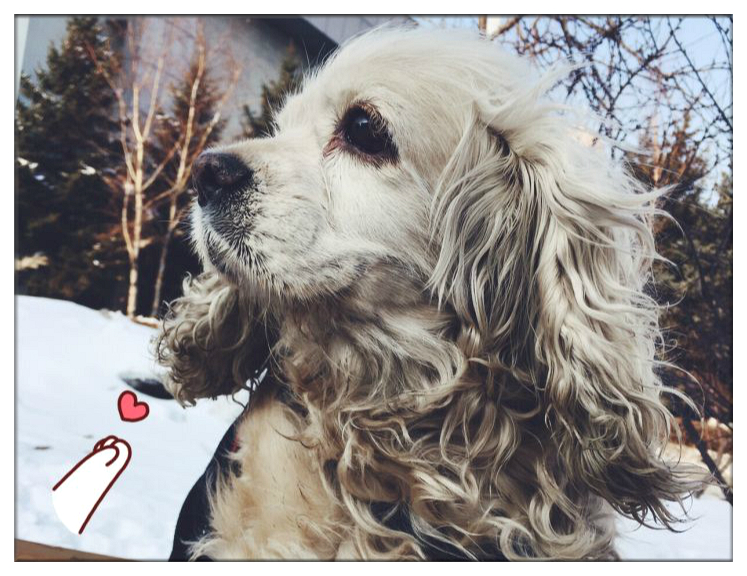 残疾狗狗多次被遗弃迎来10年大运,狗狗生病被遗弃却一步未离开