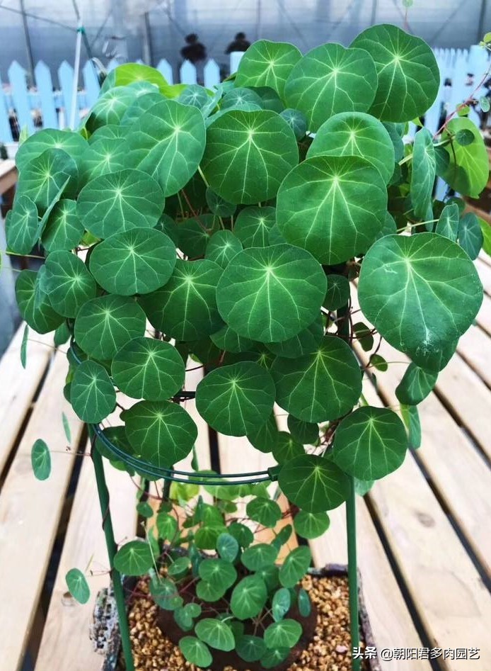 多肉乌龟,山乌龟和多肉种在一起