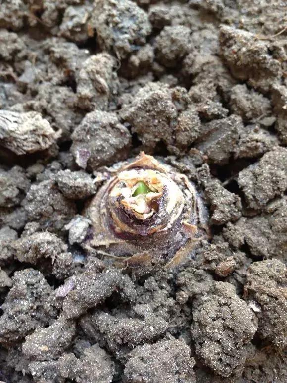 开过的风信子怎么处理,开过花的风信子怎么留种子