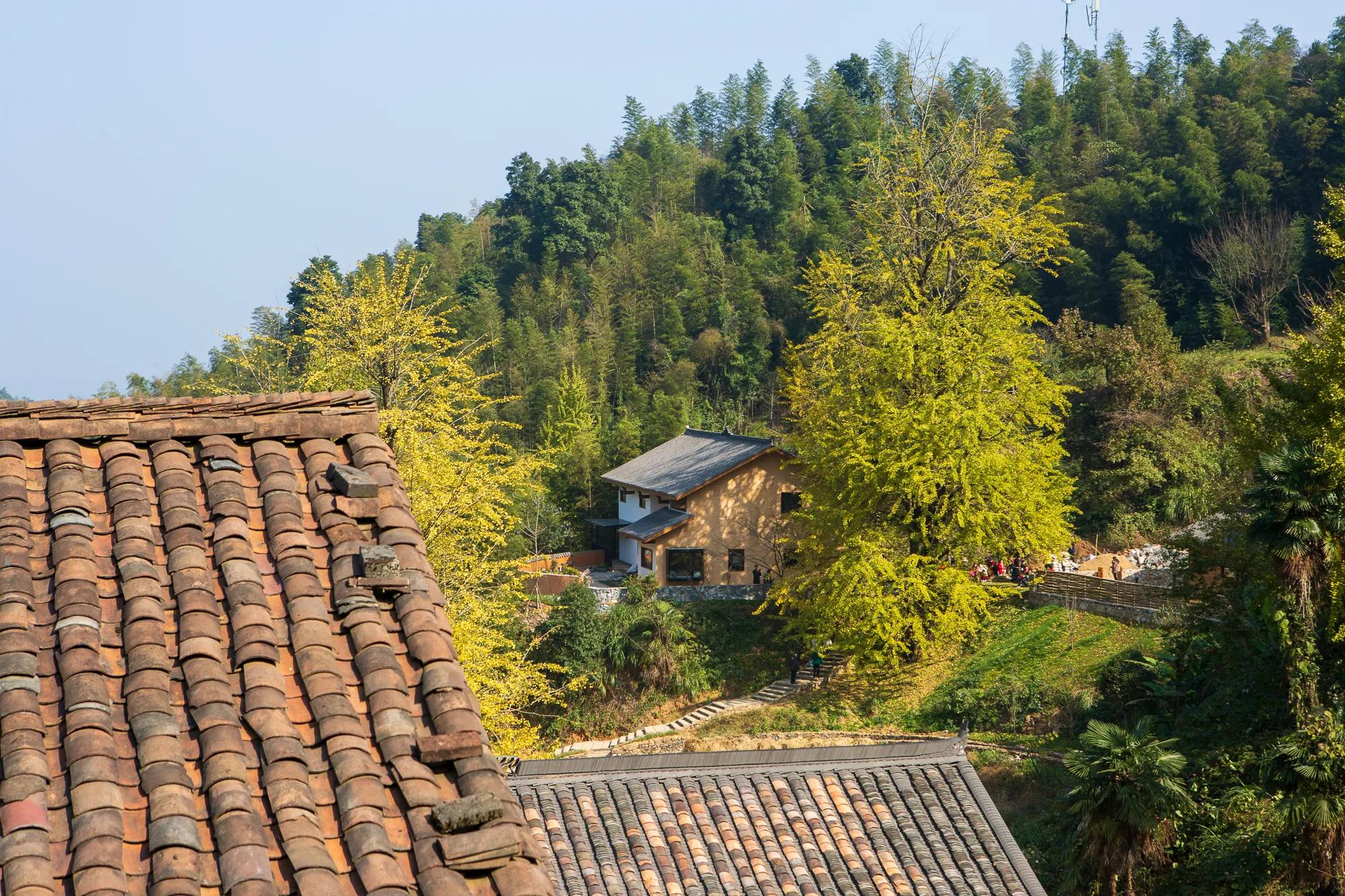 高岭古村银杏,高岭乡高岭村
