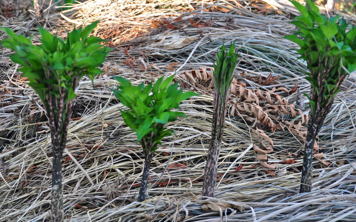 魔芋种植经济价值高吗,魔芋的种植条件和方法