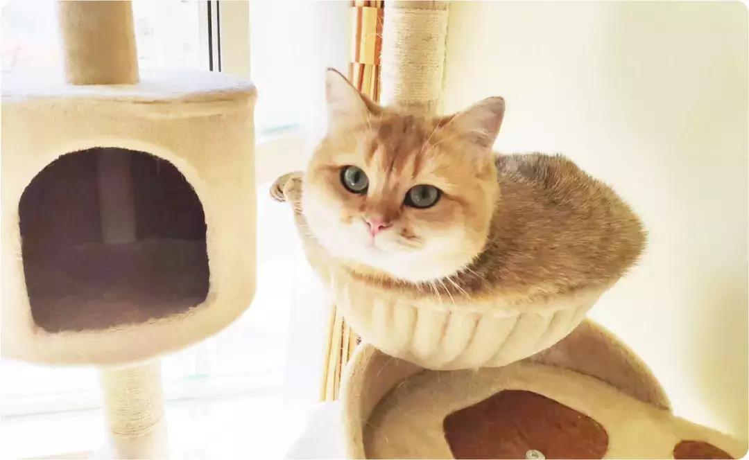 被狗舔了食物吃了会感染狂犬病吗,狗舔过的东西会感染狂犬病吗