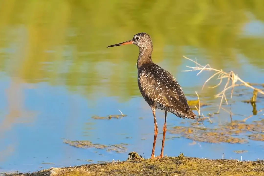 你们听说过死海吗,你听说过海洋中的强大生物吗