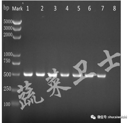 辣椒苗期病毒病的防治,辣椒蓟马花叶病