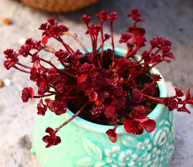 多肉缀化怎么能养成扇形,多肉缀化怎么才能养成扇形