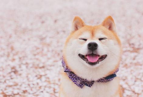 小型犬不爱叫体味小的狗有哪种,什么狗狗不掉毛没体味又好养