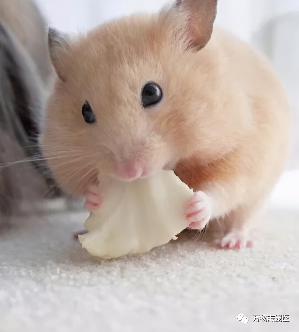 仓鼠的常见疾病及应对方法,仓鼠肠道疾病怎么办