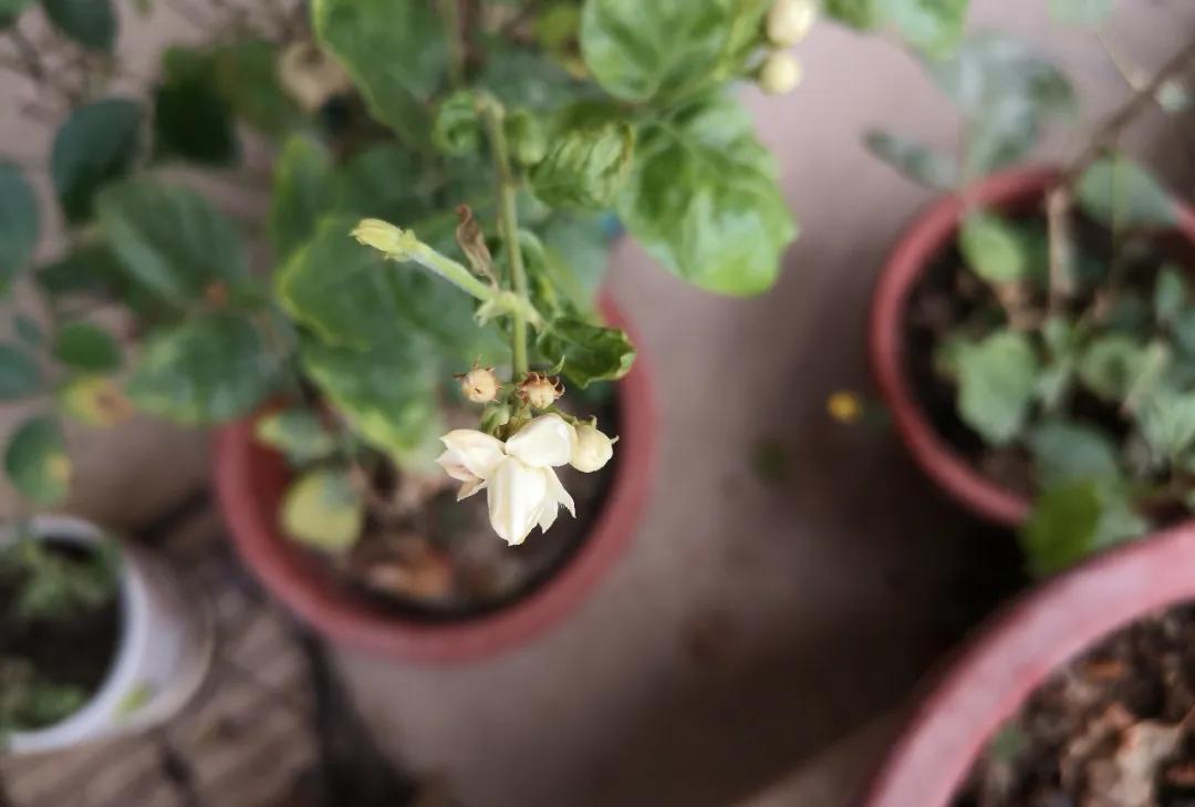 洛天依出场音乐交响曲,洛天依演奏视频大全