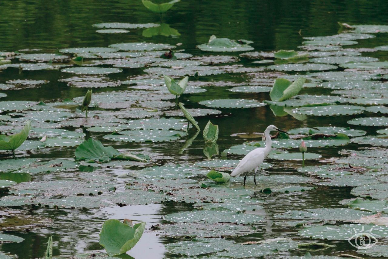 深圳洪湖公园7月18号还有荷花吗,深圳洪湖公园现在有荷花开吗
