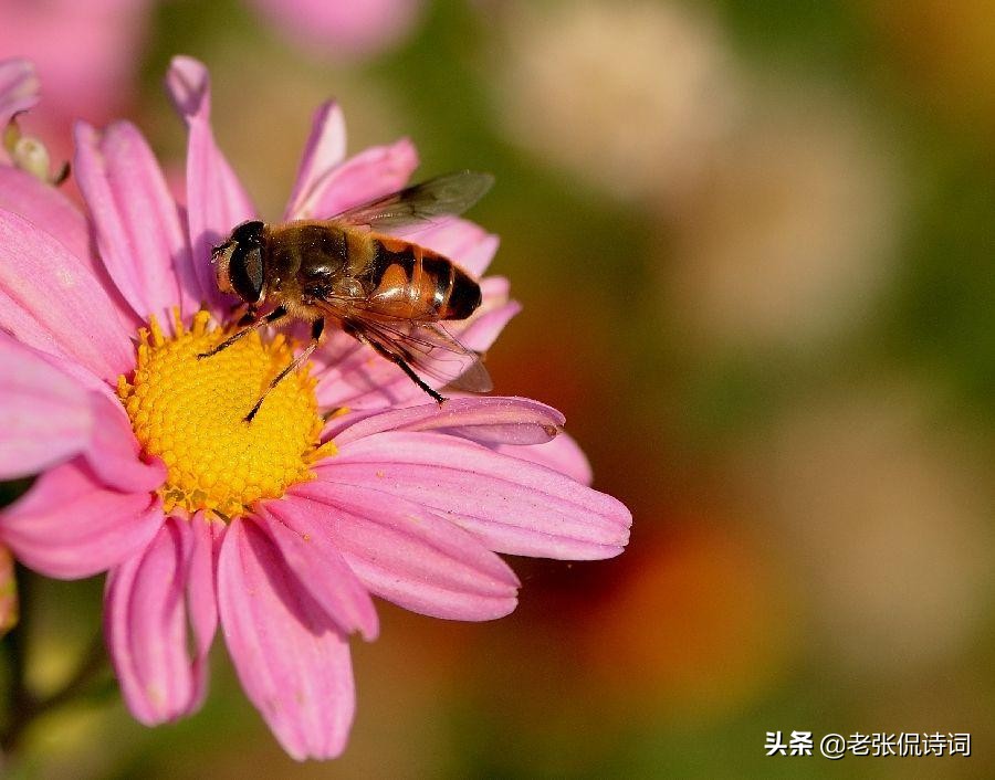 落榜诗人写千古名诗,诗人考取进士后写的诗
