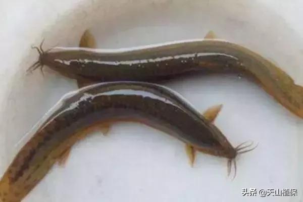 养殖泥鳅市场价格表,现在养殖的泥鳅市场什么价格