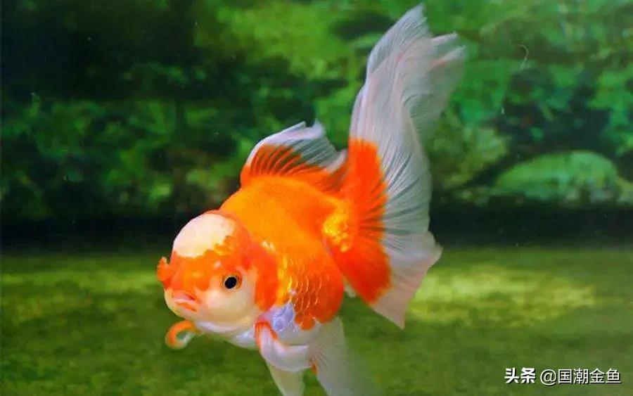 家庭养鱼小技巧和方法,观赏养鱼的方法和技巧