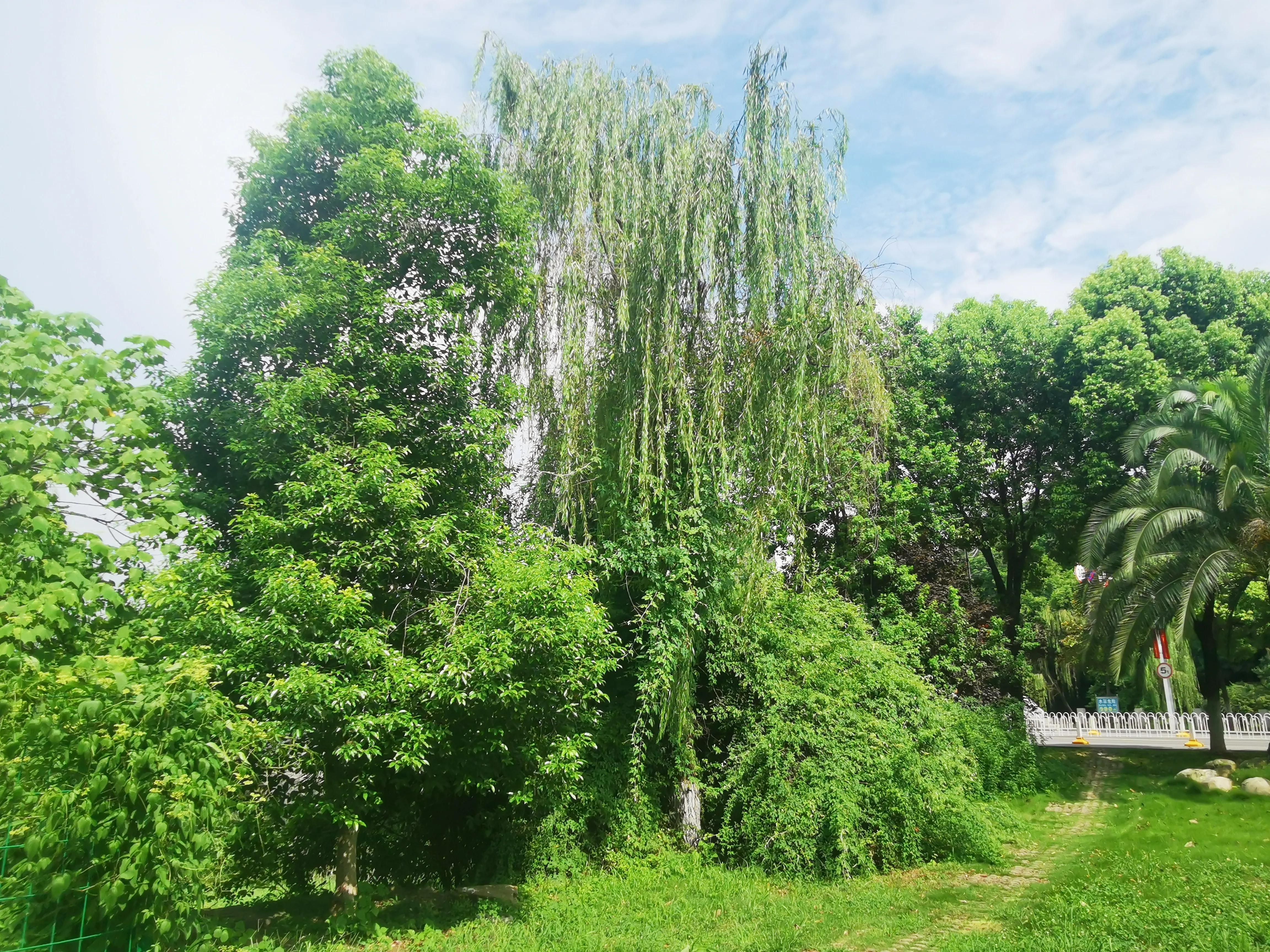 武汉大学谁最漂亮,武汉最美丽的高校