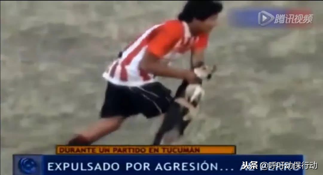 阿根廷球迷冲进球场判罚结果,足球场上因为扔狗被红牌