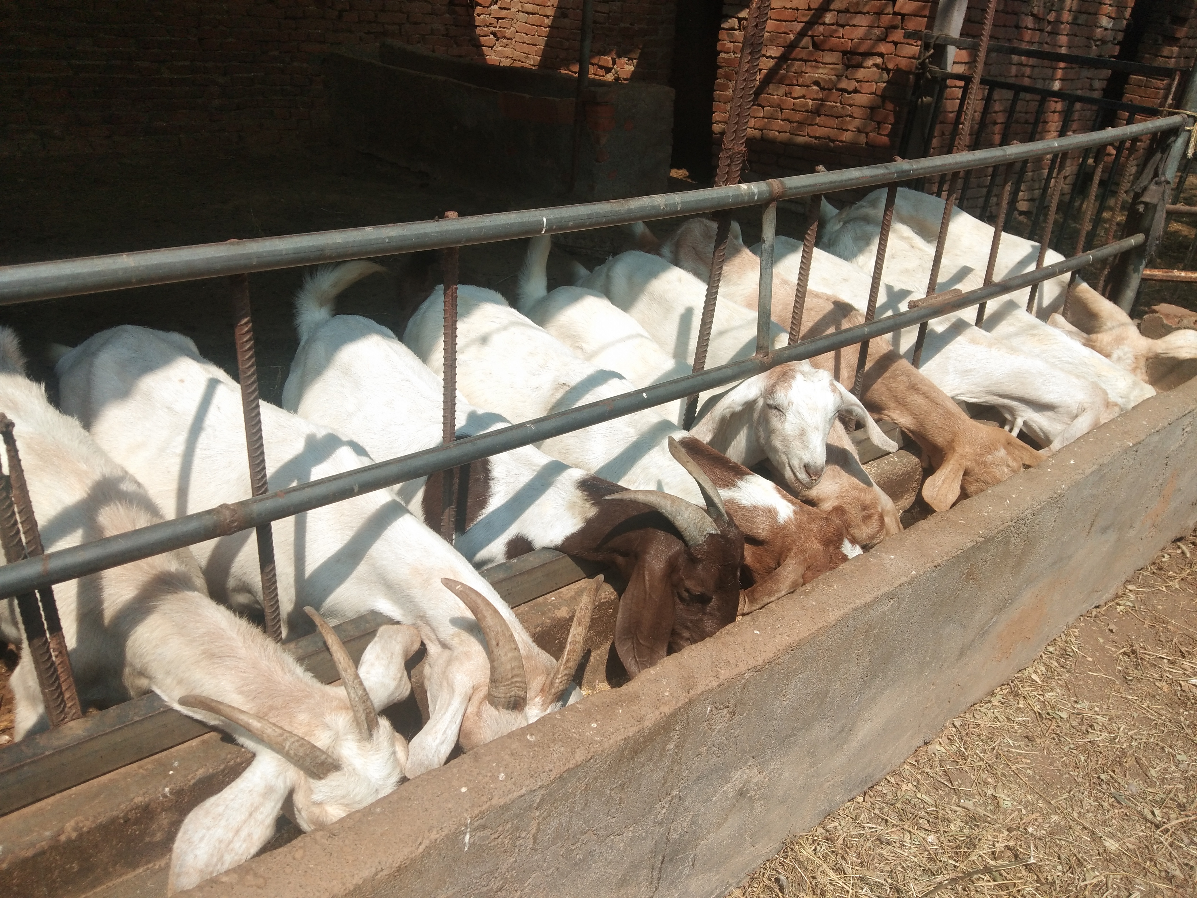 羊产前瘫痪怎么办,如何预防羊产前瘫痪